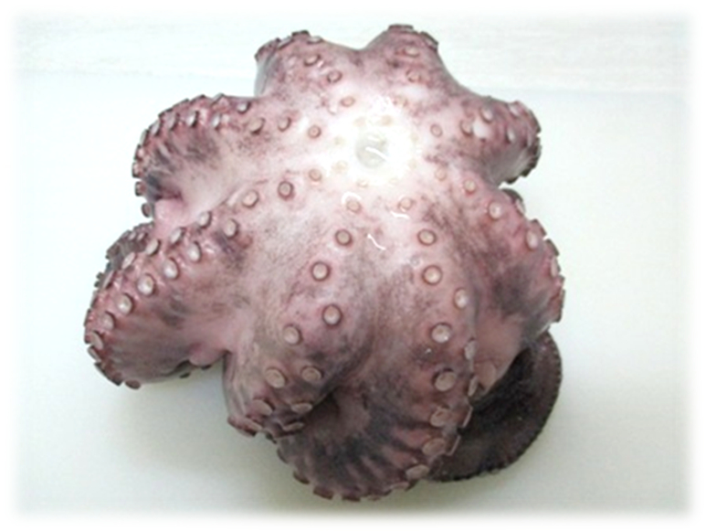 Octopus Ball Type-image